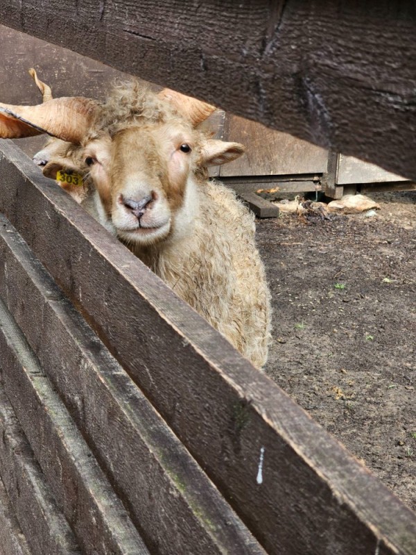 Create meme: the sheep pen, sheep farmer, tagging sheep