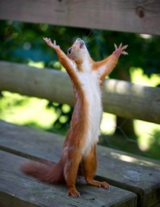 Create meme: I want to have all my wish come true, meme of protein, squirrel praying
