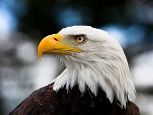 Create meme: bald eagle, bald eagle