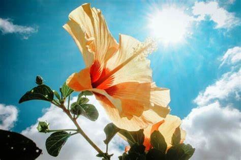 Create meme: hibiscus, hibiscus chinese rose, flowers in the sun