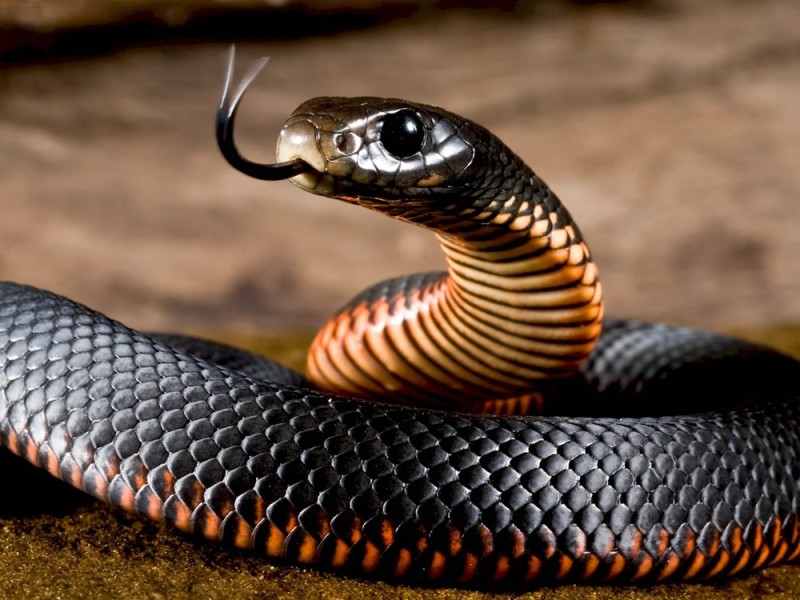 Create meme: the snake is beautiful, a venomous snake, Cobra snake