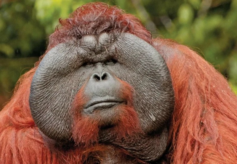 Create meme: male orangutan, the orangutan is funny, female orangutan