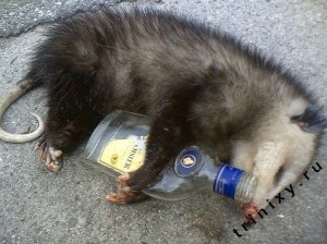 Create meme: possum, drunken possums, drunk skunk