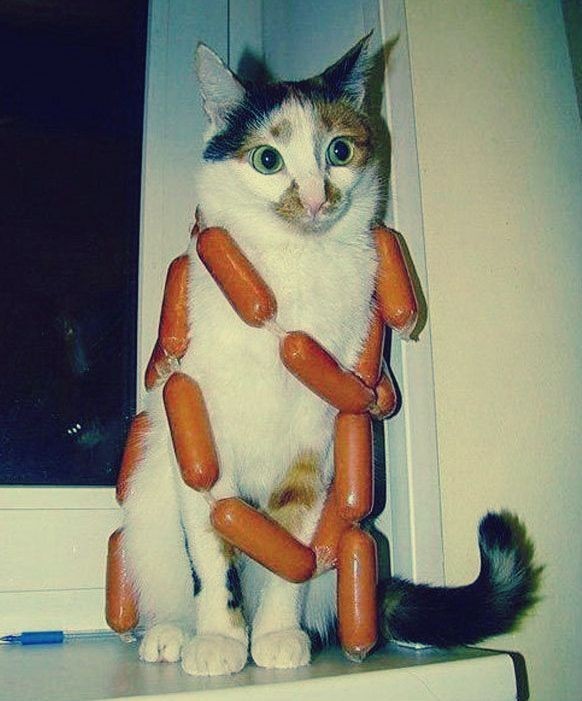 Create meme: cat and sausage, funny sausage, sausage