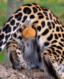 Create meme: leopard