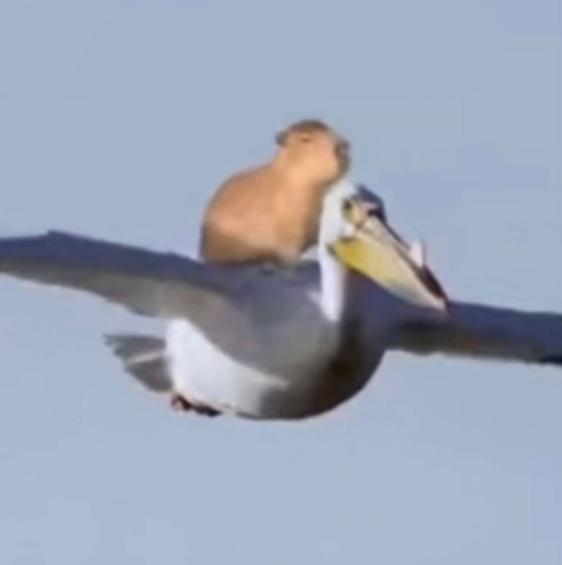Создать мем: пеликан смешной, птицы в полете, пеликан в полете