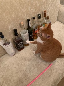 Создать мем: пьющий кот, усталый кот с вином, кот кот
