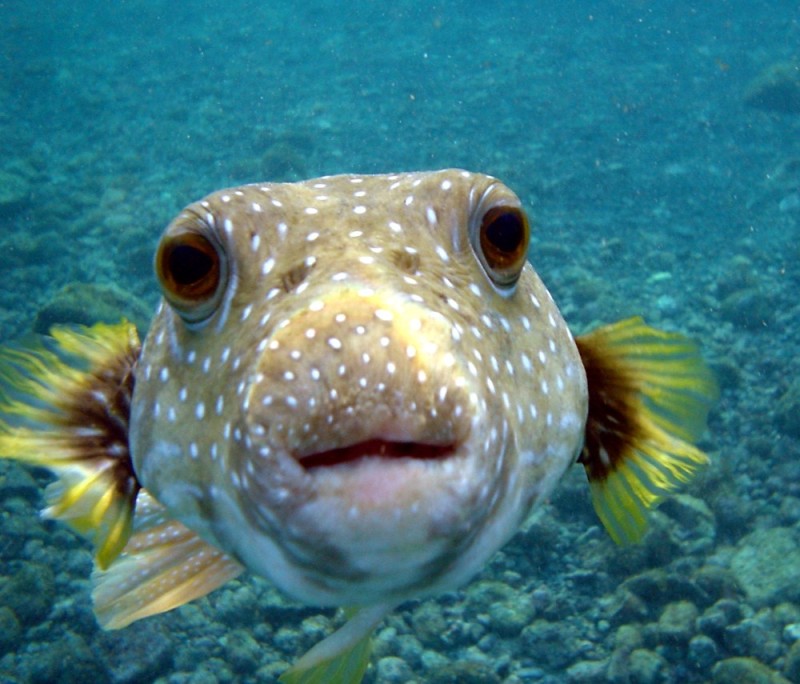 Create meme: striped arothron arothron manilensis, fish hedgehog , fish 