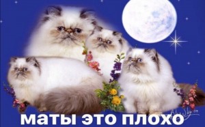 Создать мем: кот, кошка, кошечка