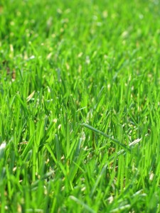 Create meme: lawn grass, green grass, grass