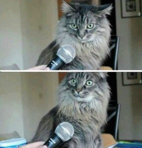Создать мем: рисовач, a cat, funny cat