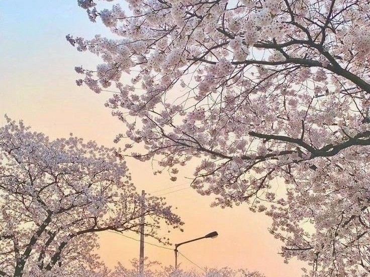 Create meme: cherry blossom, Sakura , Japan Sakura 