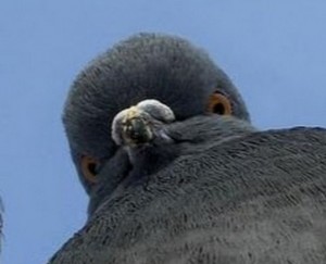 Create meme: meme pigeon, dove, evil dove