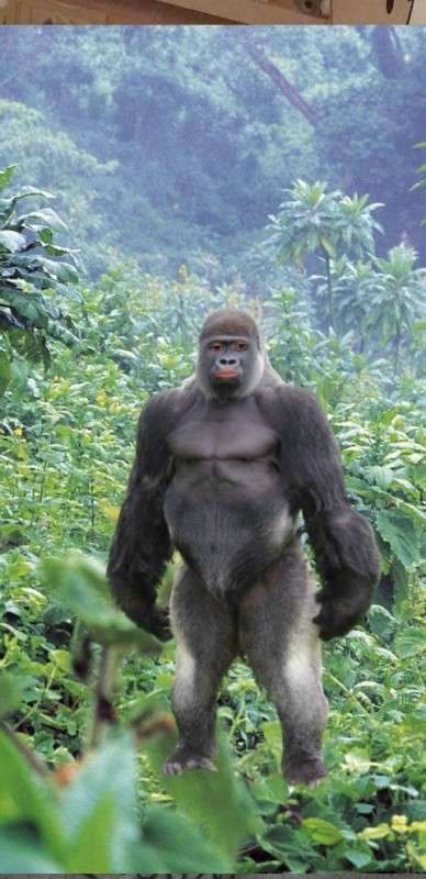 Create meme: the male gorilla , gorilla , alpha male gorilla