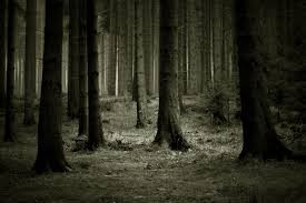 Create meme: dark forest background, The dark forest of Slenderman, Gloomy forests