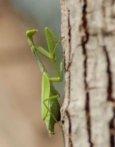 Create meme: the female praying mantis, common mantis, mantis
