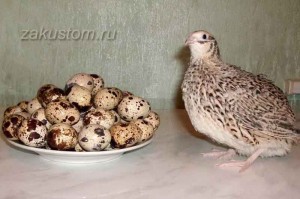 Create meme: quail, quail eggs, quail
