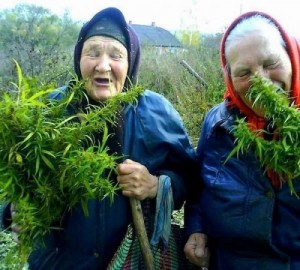 Create meme: grandma with grass, grandma marijuana, grandmother and cannabis pictures