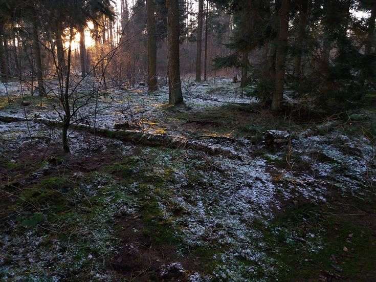 Создать мем: поздняя осень, в зимнем лесу, поздняя осень в лесу