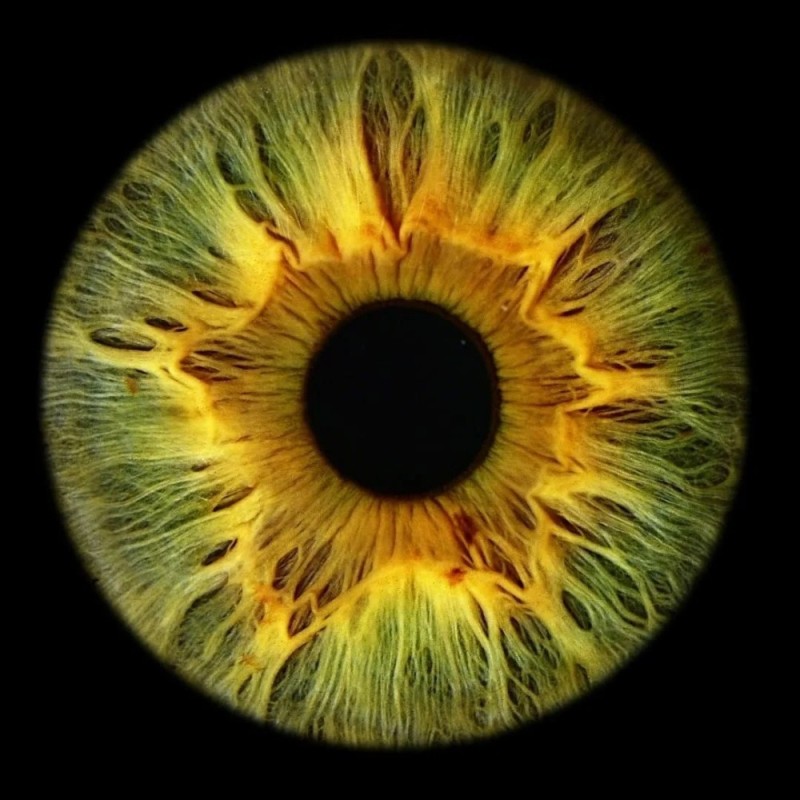 Create meme: iris of the eye, the iris, beautiful irises of the eyes