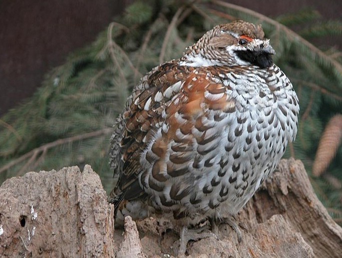 Create meme: grouse bird, common grouse, grouse 