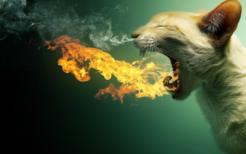 Create meme: animals humor, smoke fire, cats 