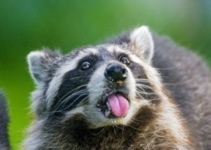 Create meme: angry raccoon, raccoon gargle, raccoon