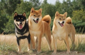 Create meme: the breed is Shiba inu, dog Akita, breed of dog Shiba inu