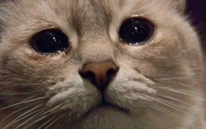 Создать мем: кот плачет мем, грустные котики мемы, грустный котик