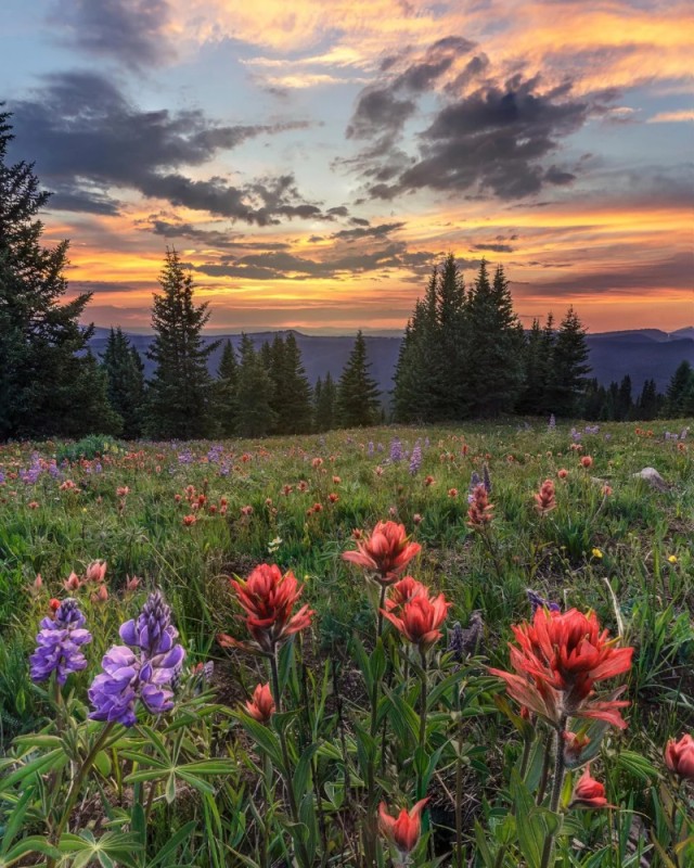 Create meme: wild flowers, mountain flowers, wildflowers in the mountains
