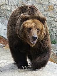 Создать мем: калифорнийский бурый медведь, большой бурый медведь, бурый медведь в московском зоопарке