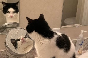 Create meme: the cat in front of a mirror