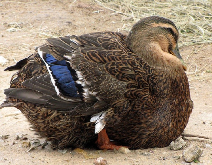 Create meme: Mallard duck , wild mallard duck, rouen breed of ducks