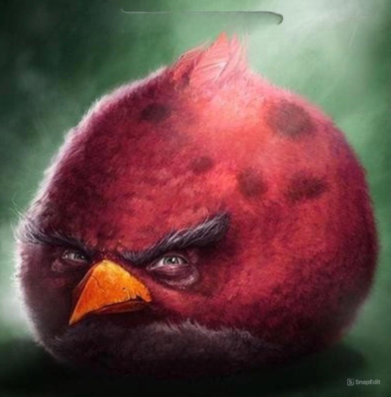 Create meme: red angry birds, sam spratt angry birds, The evil bird of the Angri Birds