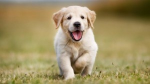 Create meme: Retriever puppy, Labrador Retriever