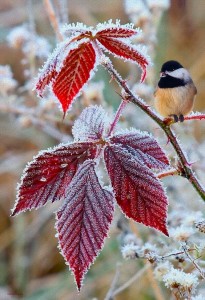 Create meme: chickadee in winter, good morning winter, winter birds