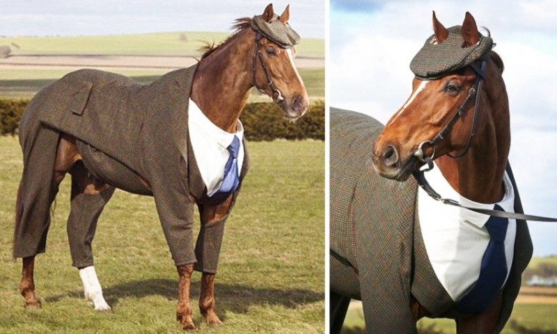 Create meme: horse costume, a horse in clothes, horse 