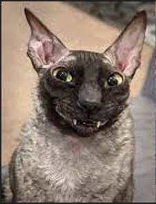 Create meme: cats cornish rex, cat Cornish, the breed is Cornish Rex 