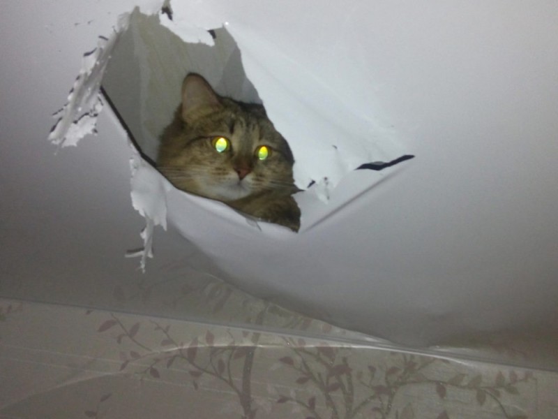 Создать мем: кот под натяжным потолком, порванный натяжной потолок, коты и натяжные потолки
