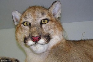 Create meme: animal Puma, demented stuffed animals, taxidermy