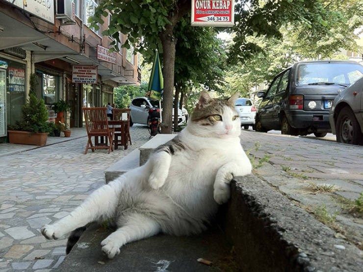 Create meme: fat cats, cat , monument to the cat in istanbul