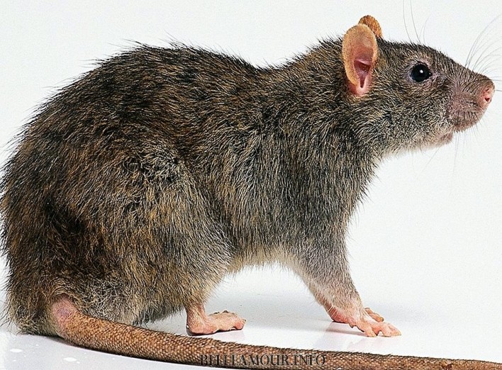Create meme: big rat, rat common, brown rat