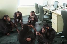 Create meme: monkey in the office, peekaboo, monkey behind a computer