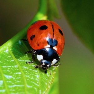 Create meme: ladybug
