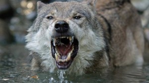 Create meme: the teeth of the wolf, the wolf bites the wolf, the teeth of the wolf photo