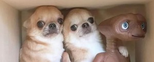 Create meme: cute animals, Chihuahua, breed Chihuahua