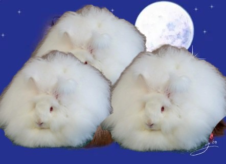 Создать мем: ангорский пуховой кролик, белый пушистый кролик, карликовый кролик белый ангорский