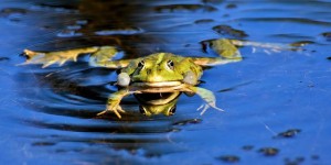 Создать мем: лягушка живет в болоте, озёрная лягушка в воде, лягушка в болоте
