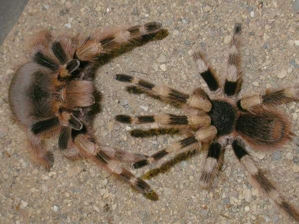 Create meme: the bird -eating spider is domestic, tarantula, homemade bird eater