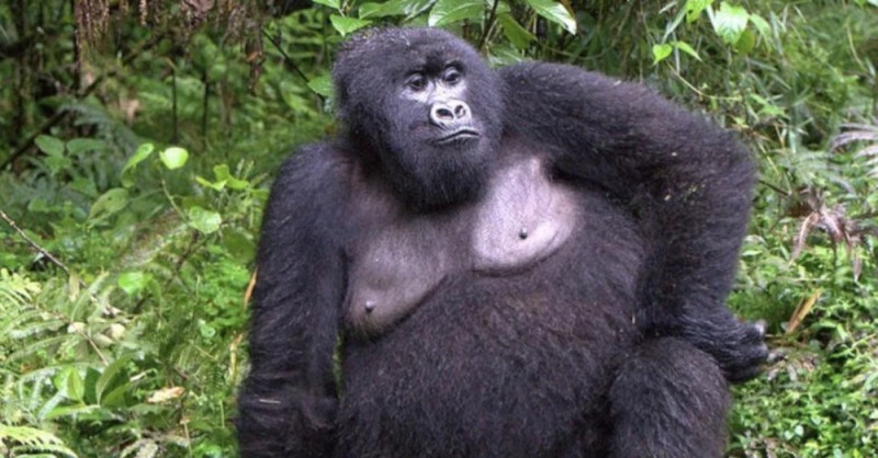 Create meme: Silverback gorilla, big gorilla, mountain gorilla